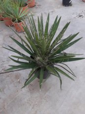 Yucca potosina | Palmlelie 40-60 C10