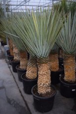 Yucca rigida Yucca rigida | Palmlelie 130-150 C80