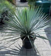 Yucca rostrata 'Sapphire Skies' | Palmlelie 50-70 C20