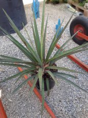Yucca torreyi | Palmlelie 40-60 C10
